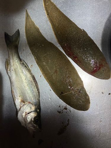 シタビラメの釣果