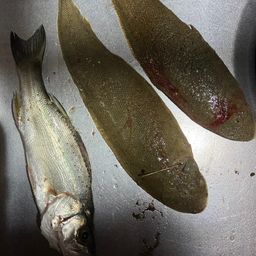 シタビラメ