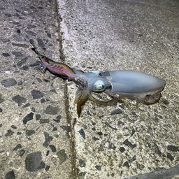アオリイカ