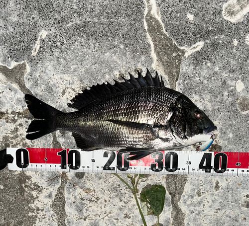 チヌの釣果