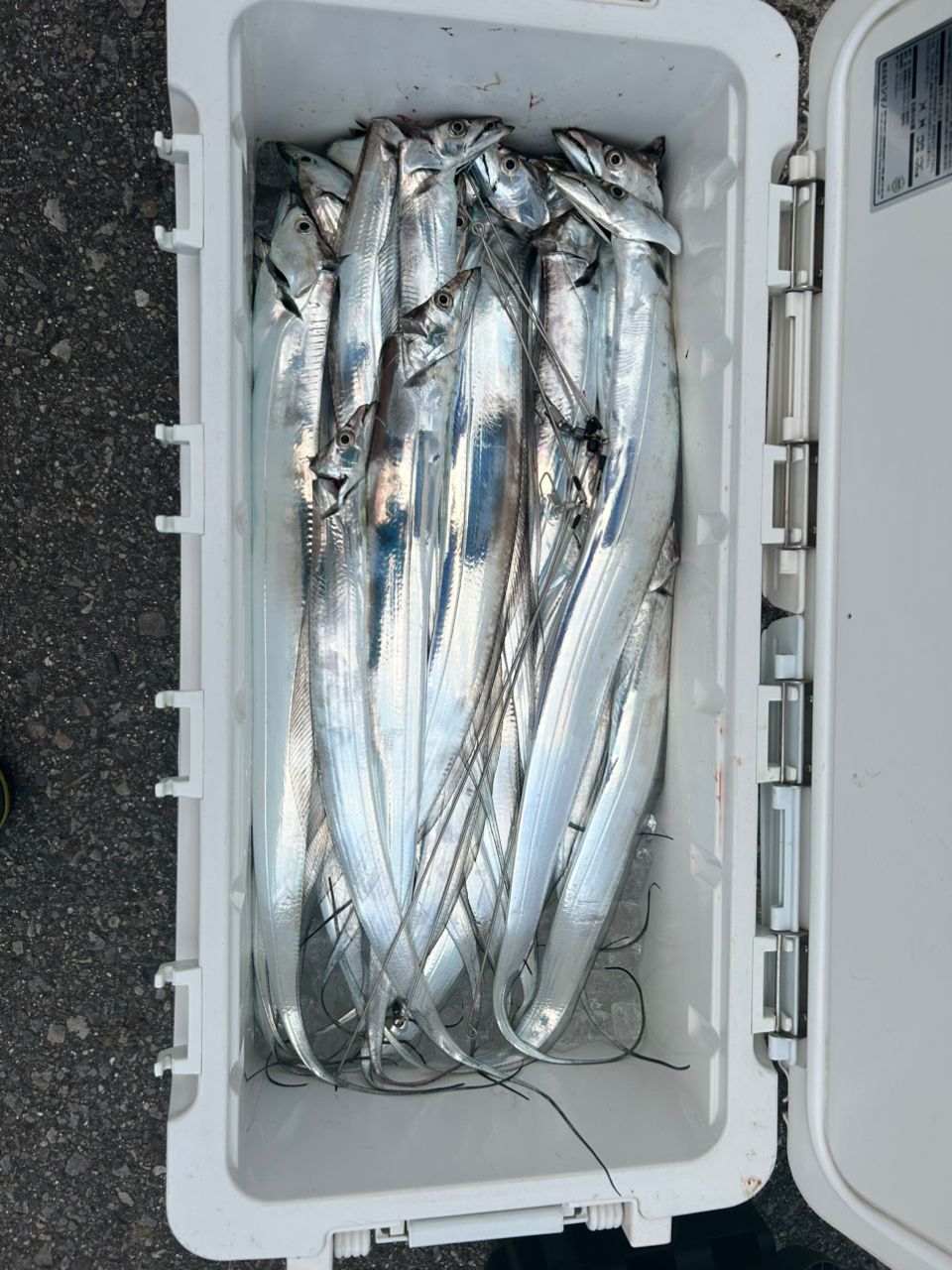 カゲ◯ウさんの釣果 2枚目の画像