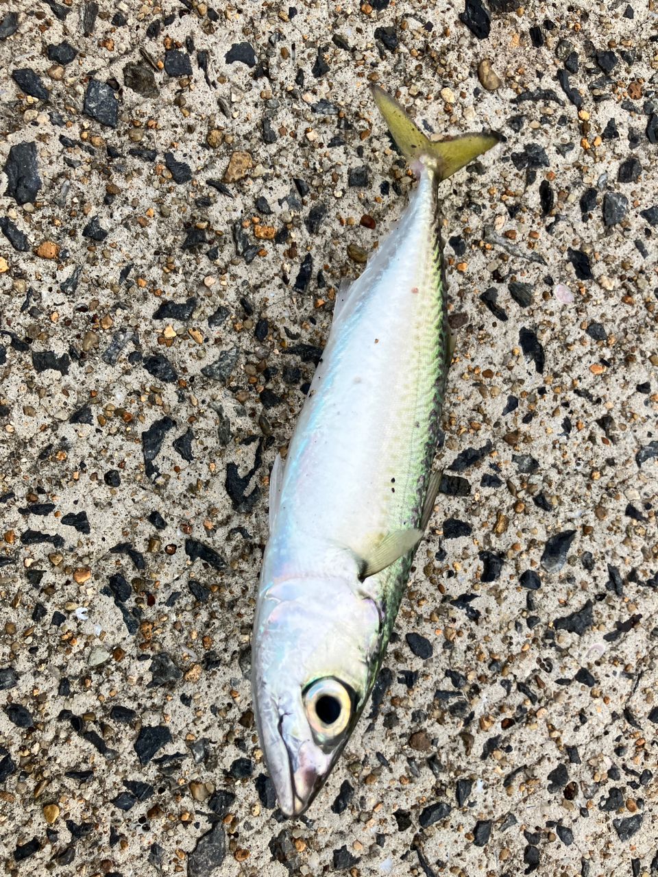 サバ