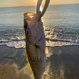 フッコ（マルスズキ）