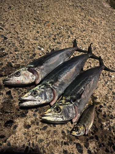 サゴシの釣果