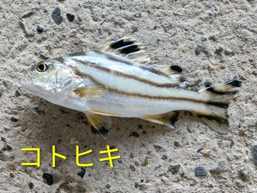 コトヒキの釣果