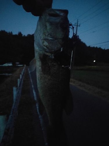 ラージマウスバスの釣果