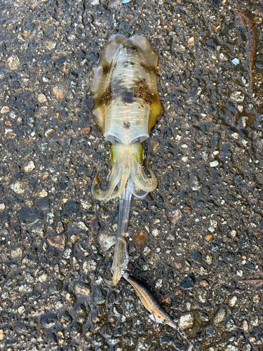 アオリイカの釣果