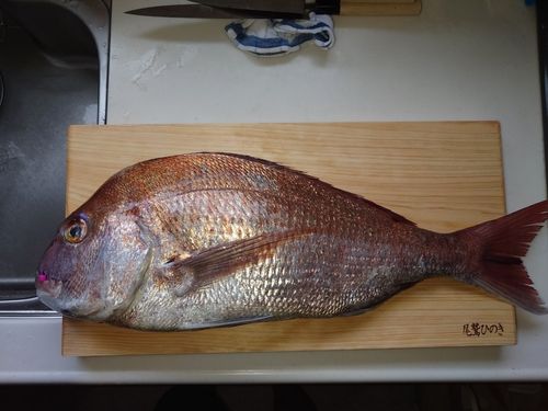 マダイの釣果