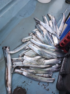 タチウオの釣果