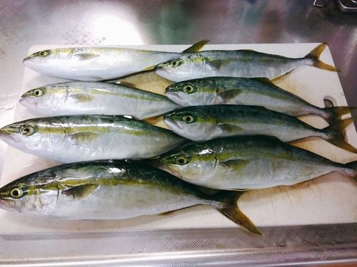 コゾクラの釣果