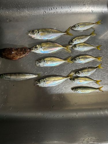 金沢水際線緑地（福浦岸壁）
