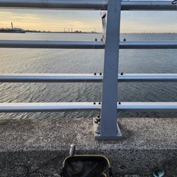 カタクチイワシ