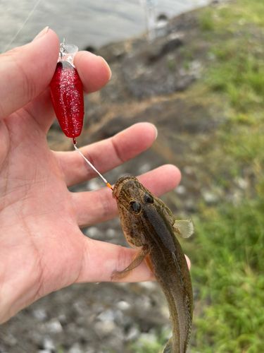 マハゼの釣果