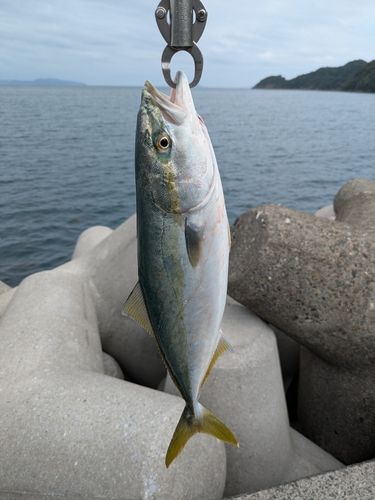 臼杵湾