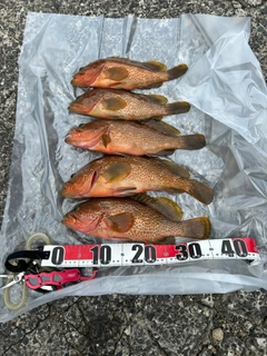 キジハタの釣果