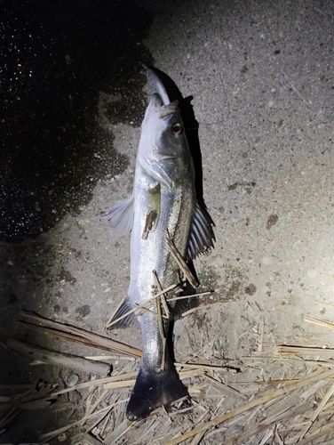 セイゴ（マルスズキ）の釣果