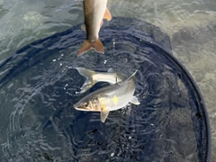 アユの釣果