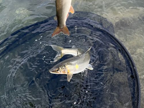アユの釣果