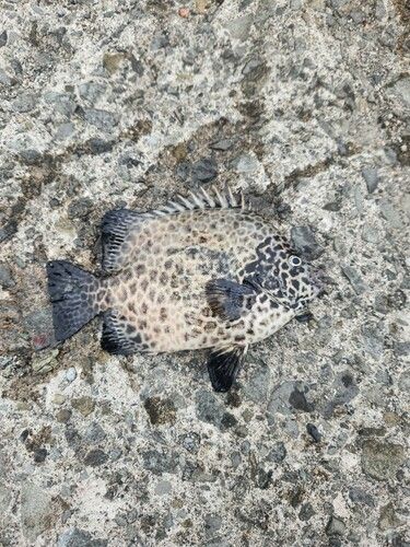 イシガキダイの釣果