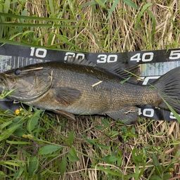 スモールマウスバス