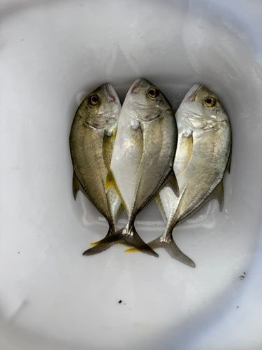 メッキの釣果