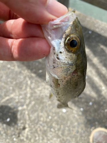 セイゴ（マルスズキ）の釣果