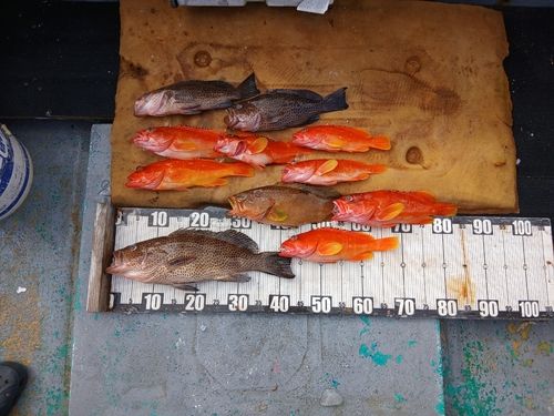 アカハタの釣果