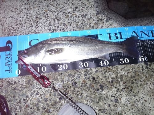 シーバスの釣果