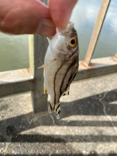 コトヒキの釣果