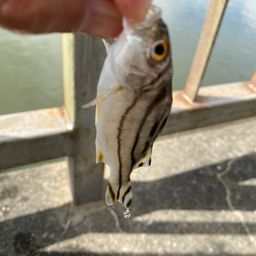 コトヒキ