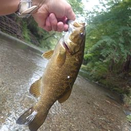 スモールマウスバス