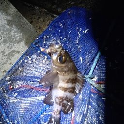 メバル