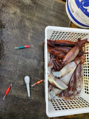 苫小牧沖