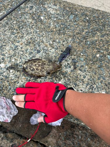 コウイカの釣果