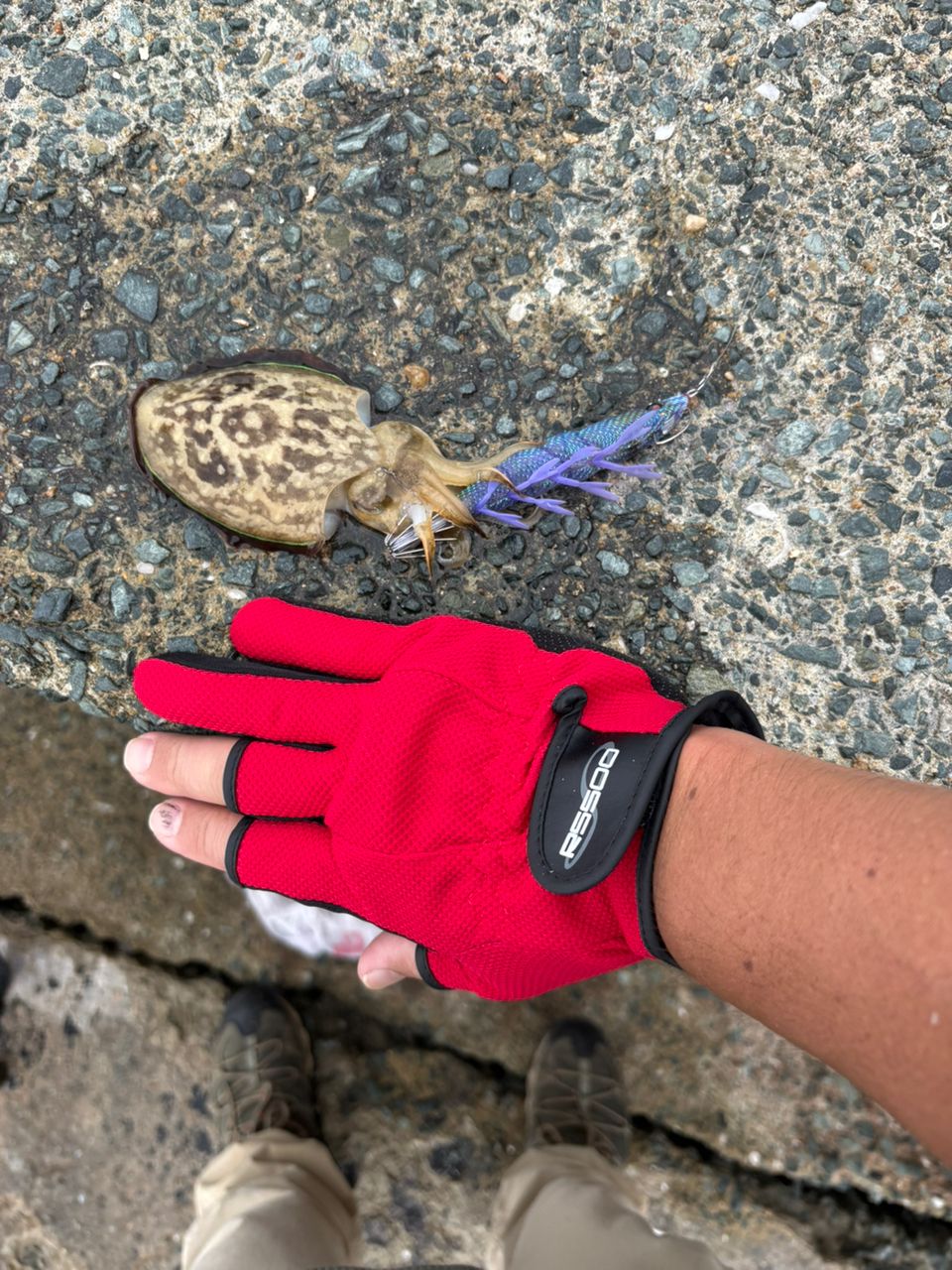 コウイカ