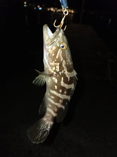 クエの釣果