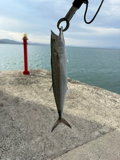 サゴシの釣果