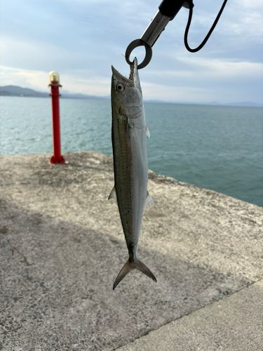 サゴシの釣果
