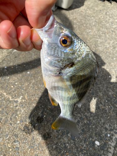 キビレの釣果