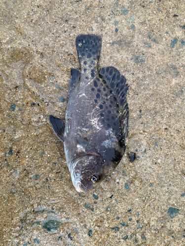 コショウダイの釣果