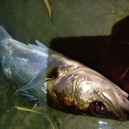 フッコ（マルスズキ）