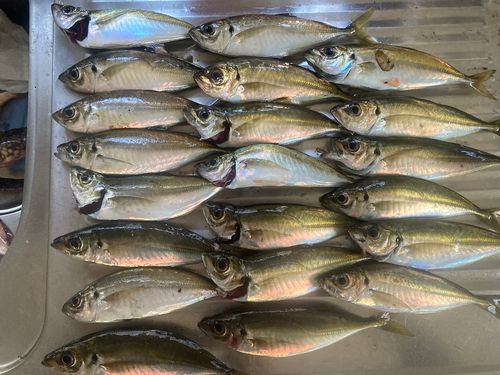 マアジの釣果