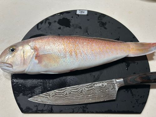 シロアマダイの釣果