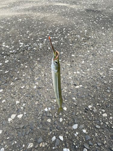 サヨリの釣果