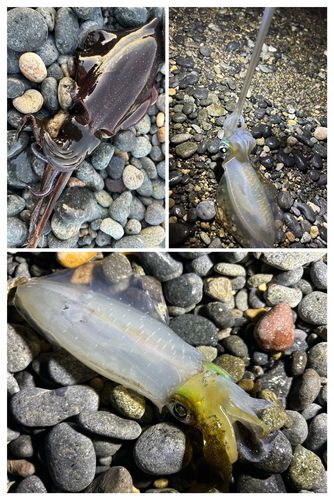 アオリイカの釣果