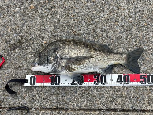 クロダイの釣果