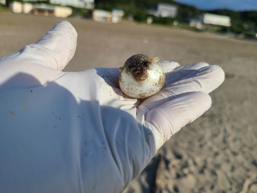 シロギスの釣果