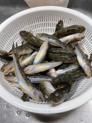 三河湾