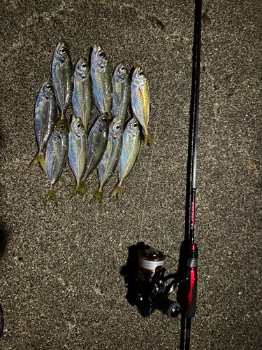 アジの釣果