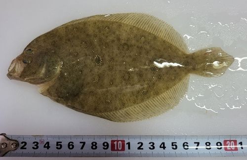 伊良湖港